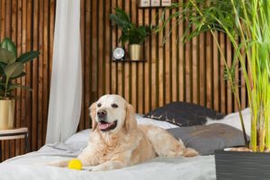 Hotel para perros y gatos
