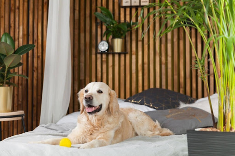 Hotel para perros y gatos