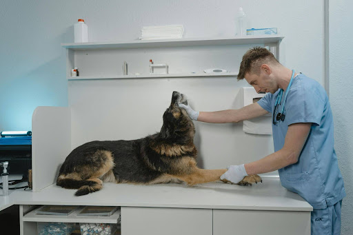 Cómo elegir una clínica veterinaria que realmente cuide de tu mascota